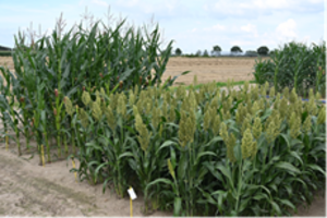 Versuchsfeld auf dem Sorghum wächst