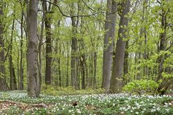 Laubwald im Frühjahr