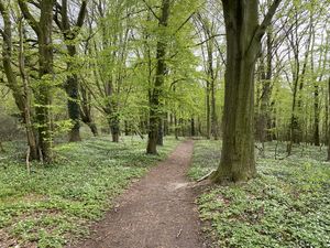 Laubwald mit Bodenvegetation und Weg