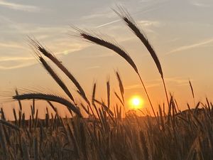 Roggenähren mit Sonnenuntergang